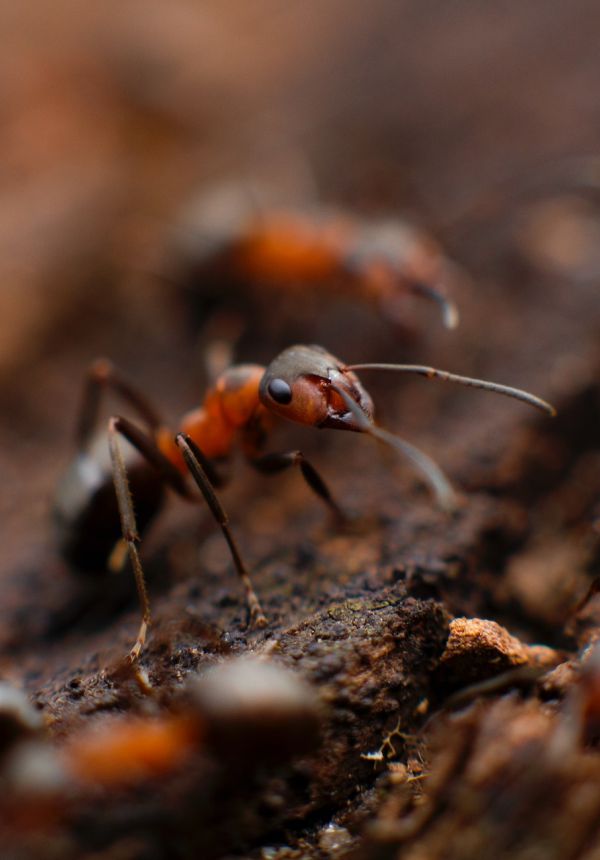 pest-demise-ants.jpg